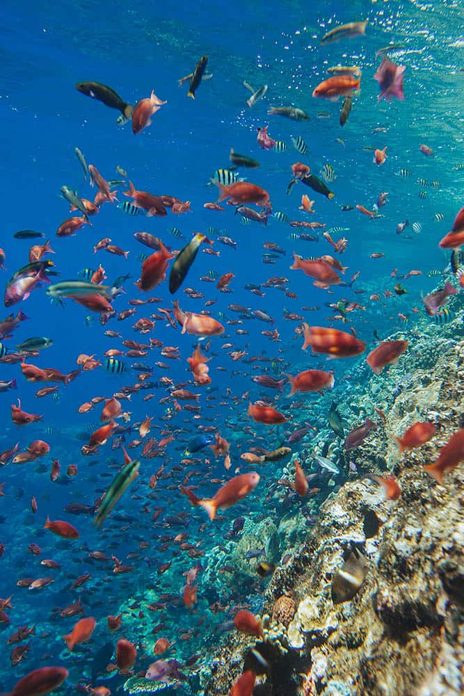 Scuba Days, Cosmic Nights Twelve Unforgettable Days in Komodo 6.5