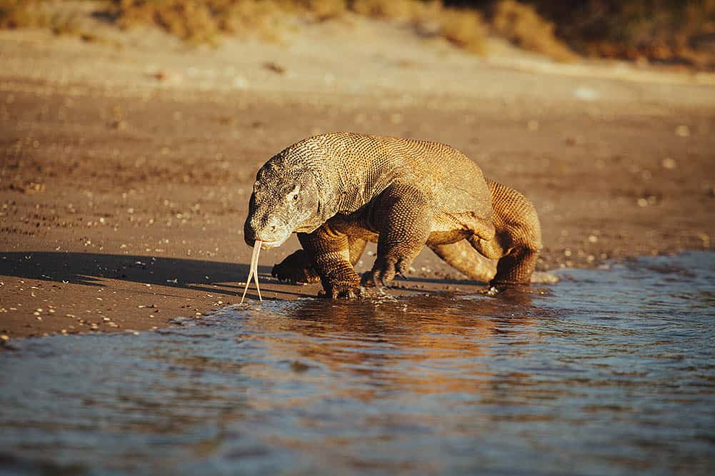 Scuba Days, Cosmic Nights Twelve Unforgettable Days in Komodo 6.7