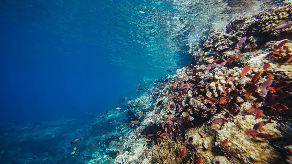 Komodo diving expedition