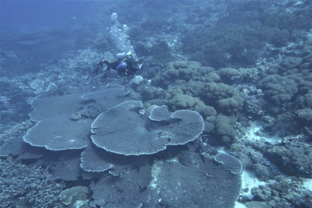 Forgotten Islands coral reef diving