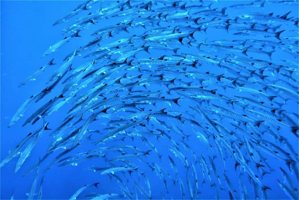 Indonesia coral reef diving