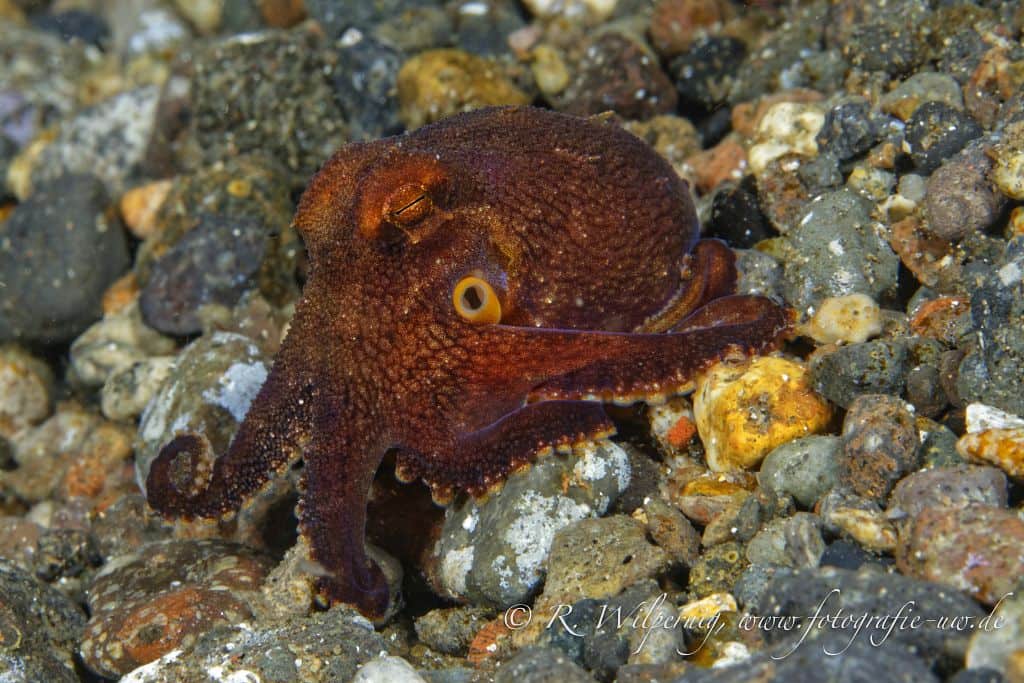 KOMODO & EAST OF FLORES WITH DR. RODNEY SALM, 19TH JUNE TO 3RD JULY 2018 4.15