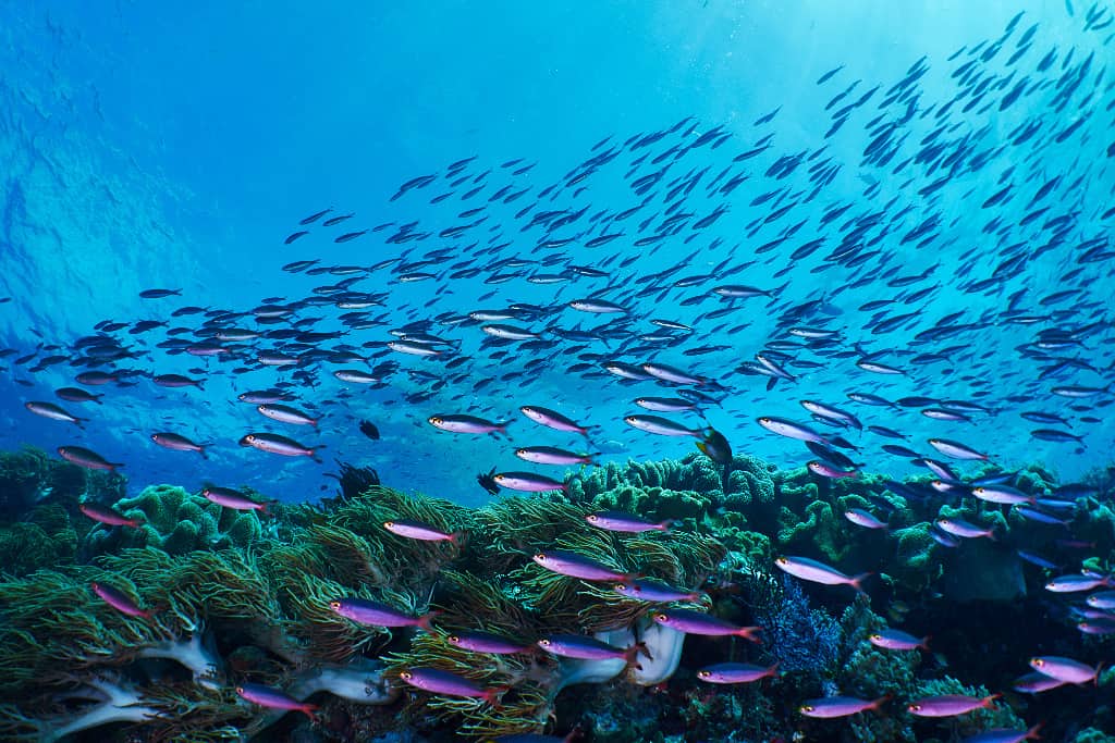 Forgotten Islands underwater coral reef at Welora dive site