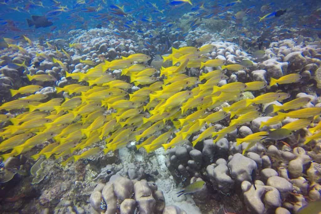 Diving in Raja Ampat