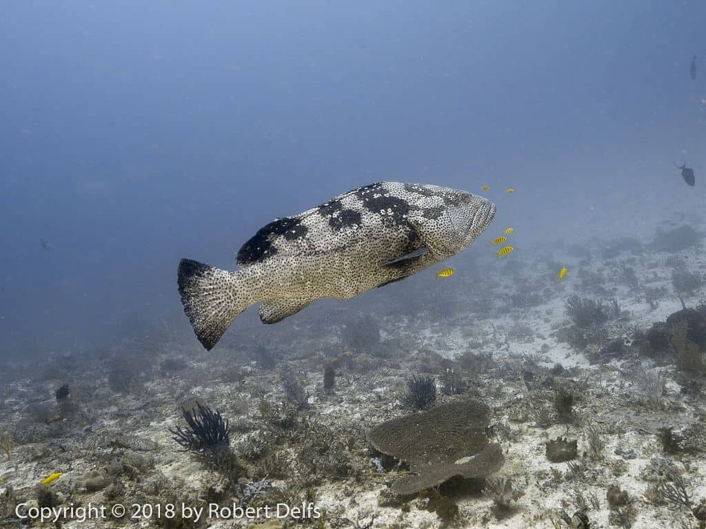 Raja Ampat conservation benefits