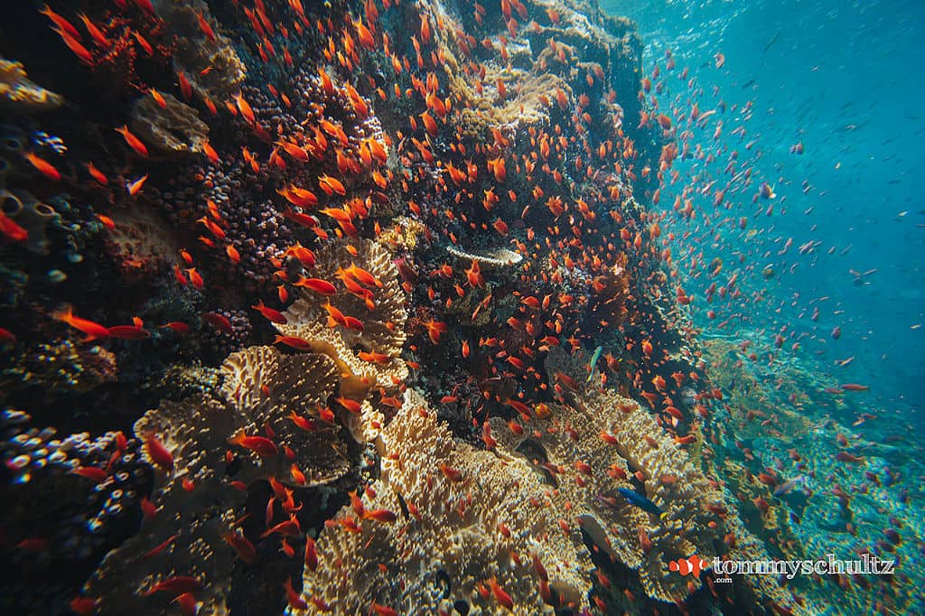 East of Flores & Komodo Trips