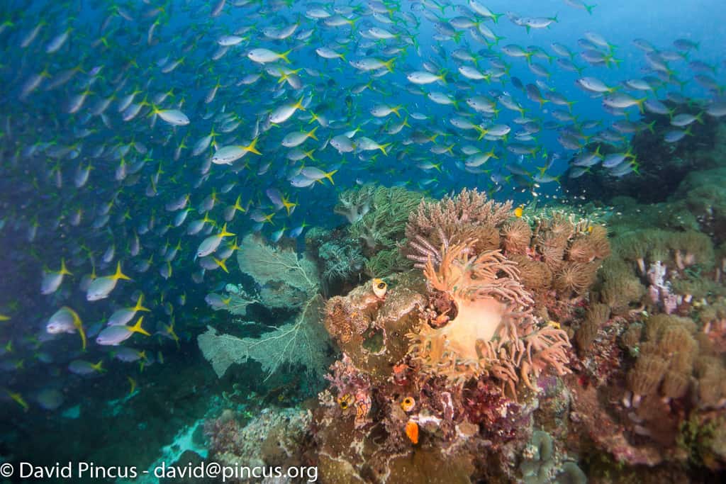 Raja Ampat Diving Trips under crystal waters