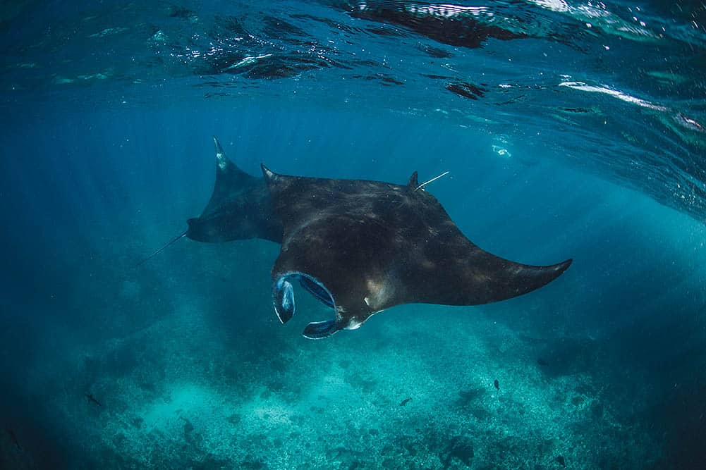 Snorkeling In Indonesia