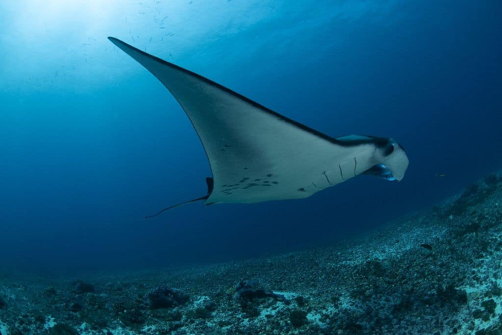 Seven Seas Liveaboard Indonesia