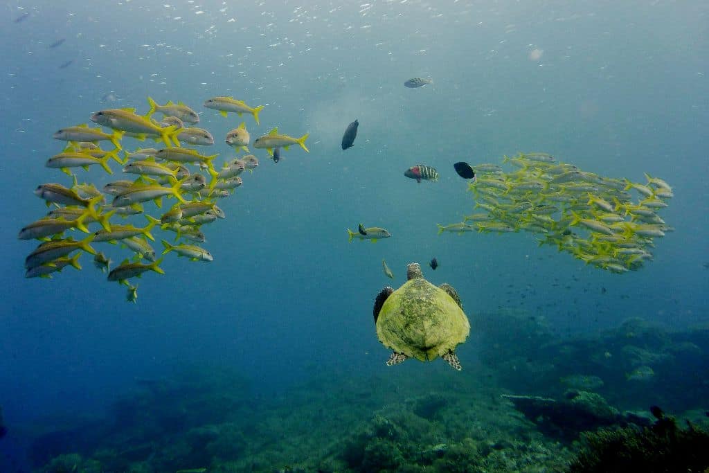 Komodo and East of Flores Trip Report