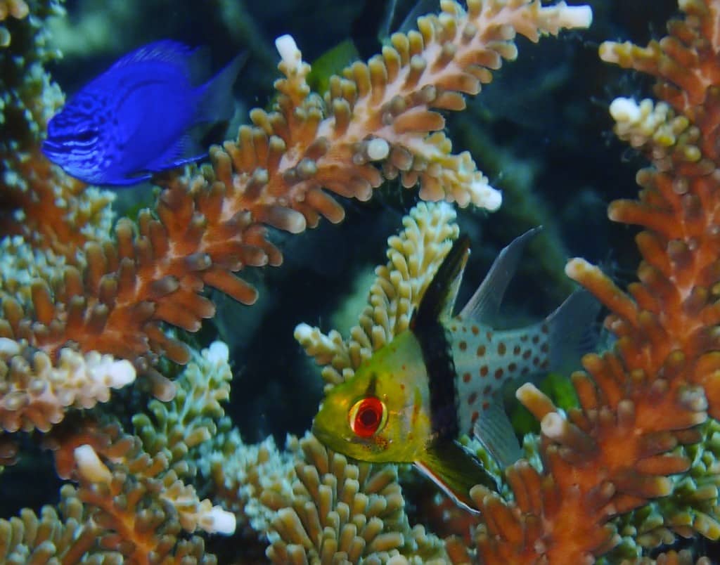 East of Flores cardinalfishes