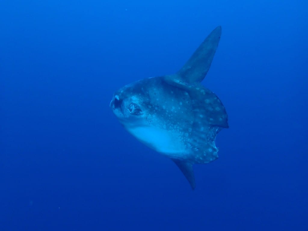Mola Mola diving feedback
