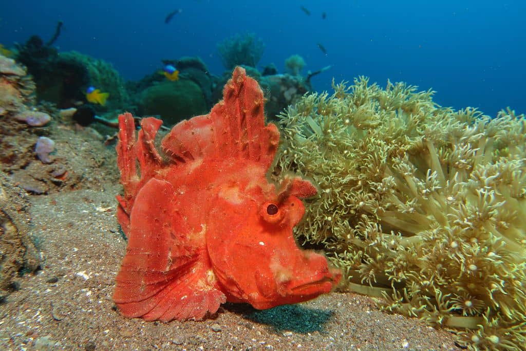 SCHOOLING RHINOPIAS 3.2