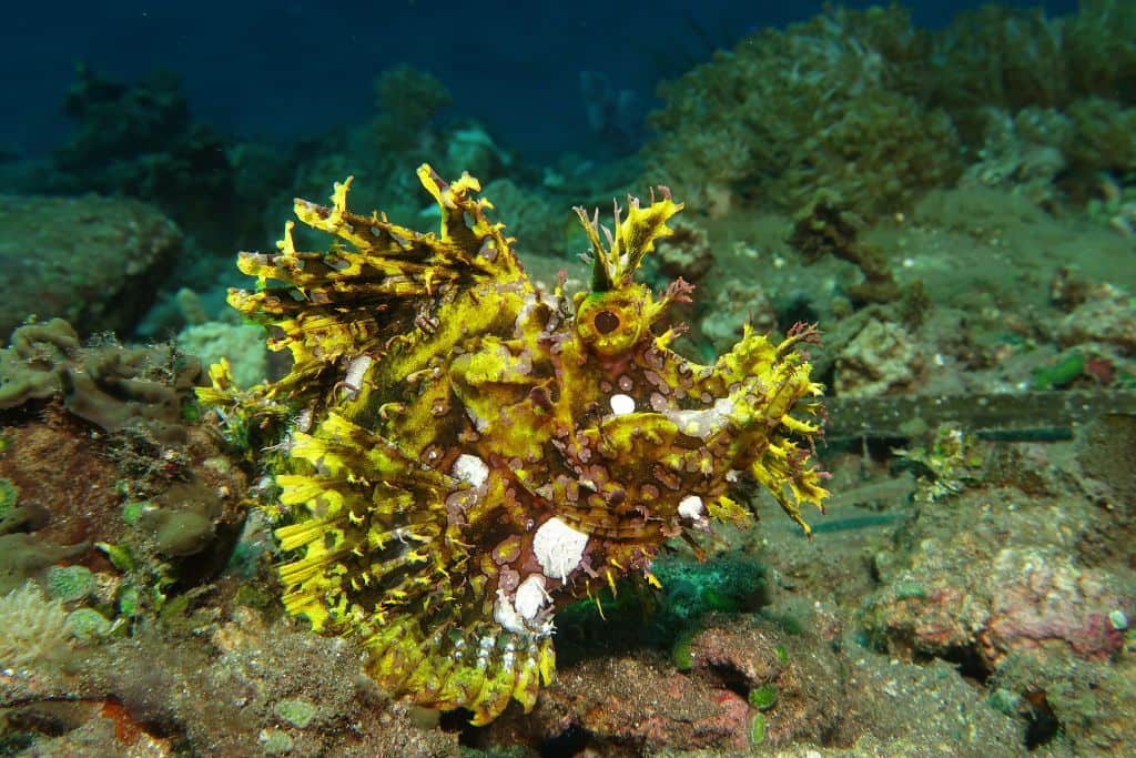 SCHOOLING RHINOPIAS 3.3