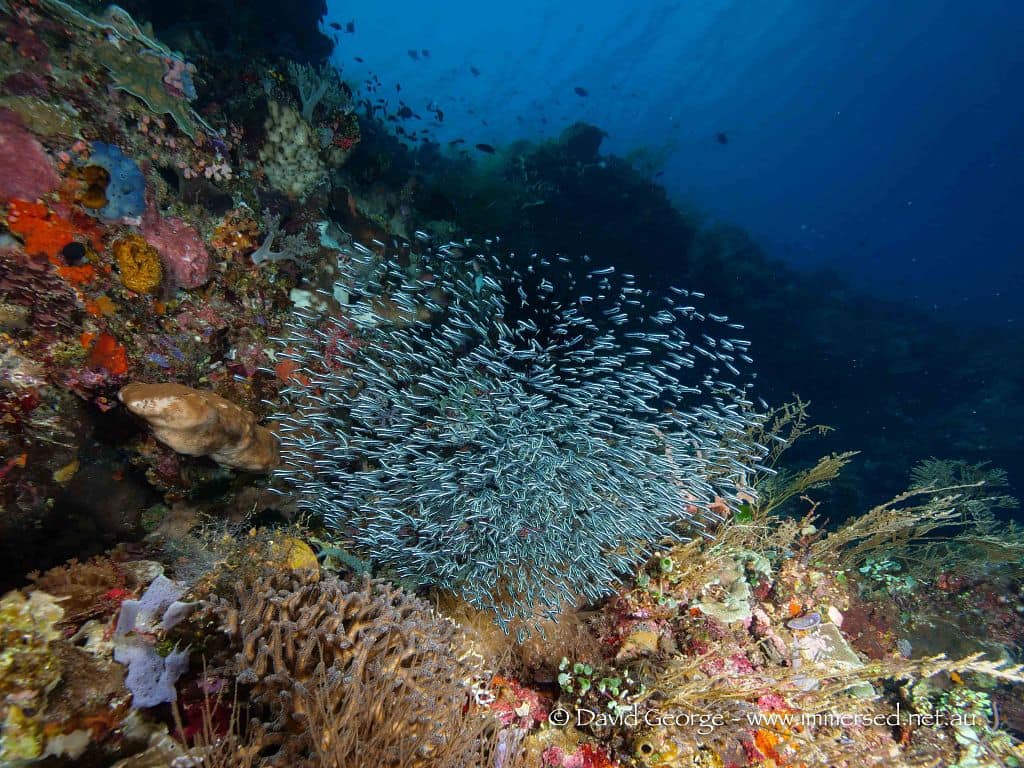Marine life in Flores