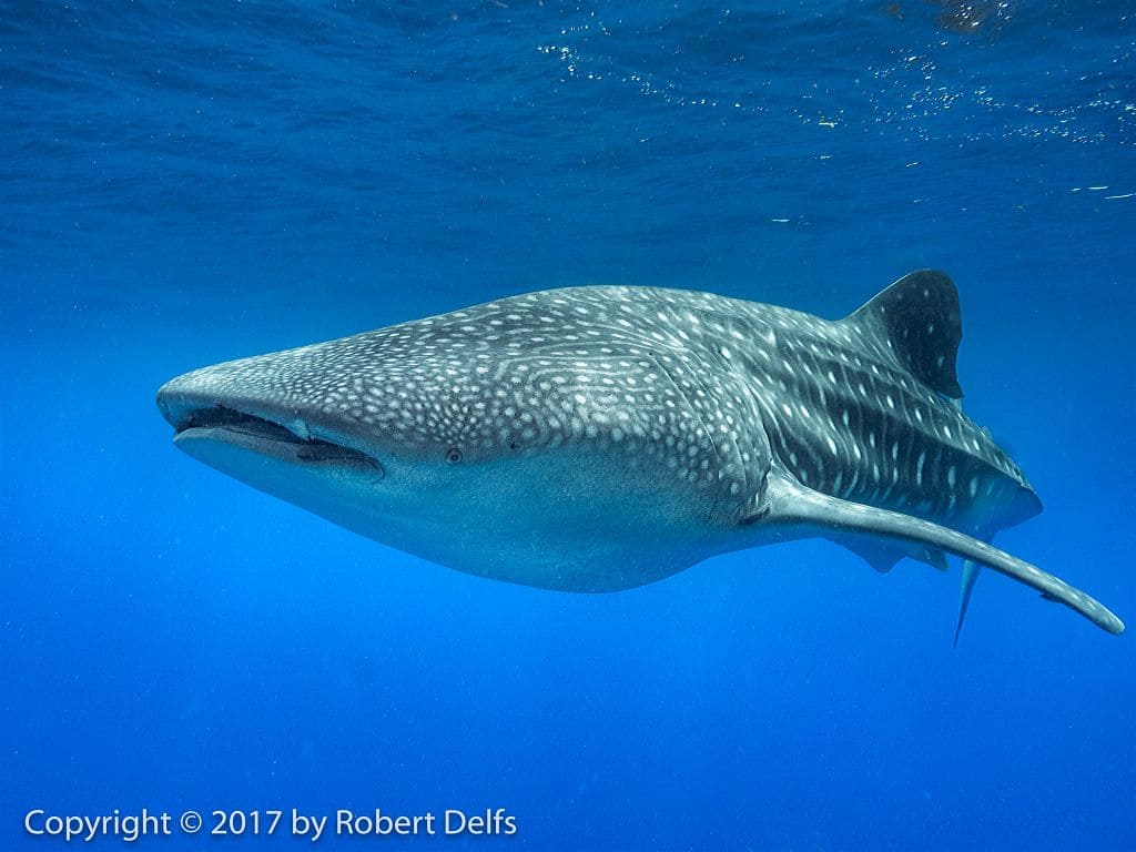 Whale Sharks And Oceanic Mantas