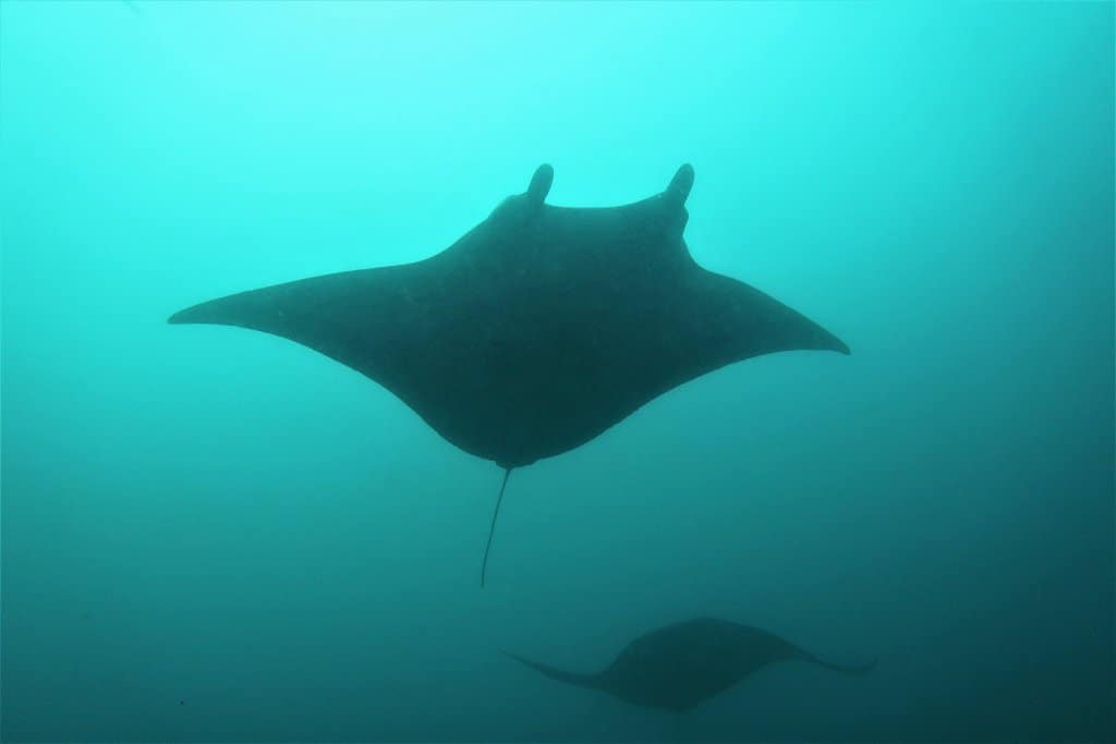 A Heavily Pregnant Manta
