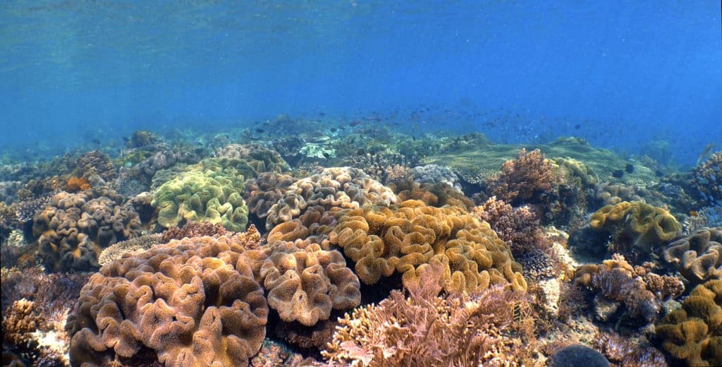 Cruising East Nusa Tenggara