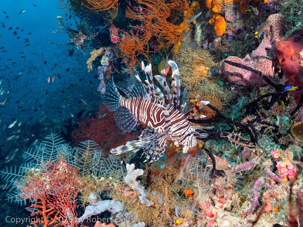 Diving during pandemic