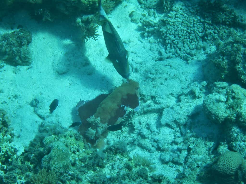 Expect the Unexpected Underwater