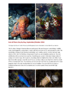 2016/10 – East of Flores Day by Day By Diane R. Smith