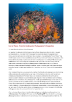 2017/05 – East of Flores – From An Underwater Photographer’s Perspective By Renee Grinnell Capozzola