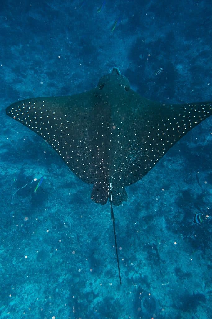 IN SEARCH OF ISLAND PERFECTION DISCOVERING THE PERFECT BEACH BEYOND KOMODO 8.1