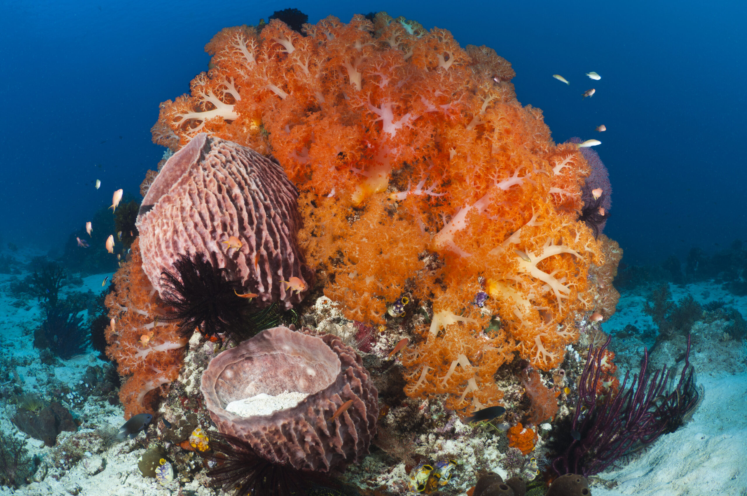 Tourism is now a major business in the Komodo National Park. Divers visit the park using liveaboard boats operating out of Bali, or from the port of Labuan Bajo on Lombok. The Komodo National Park is home to the unique Komodo Dragon, but also has some remarkable marine life. Cold upwellings from the Indian Ocean to the south bring plenty of nutrients, providing food for a spectacular array of different species.