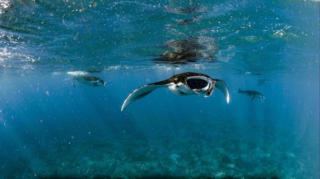 Komodo Snorkeling Trip