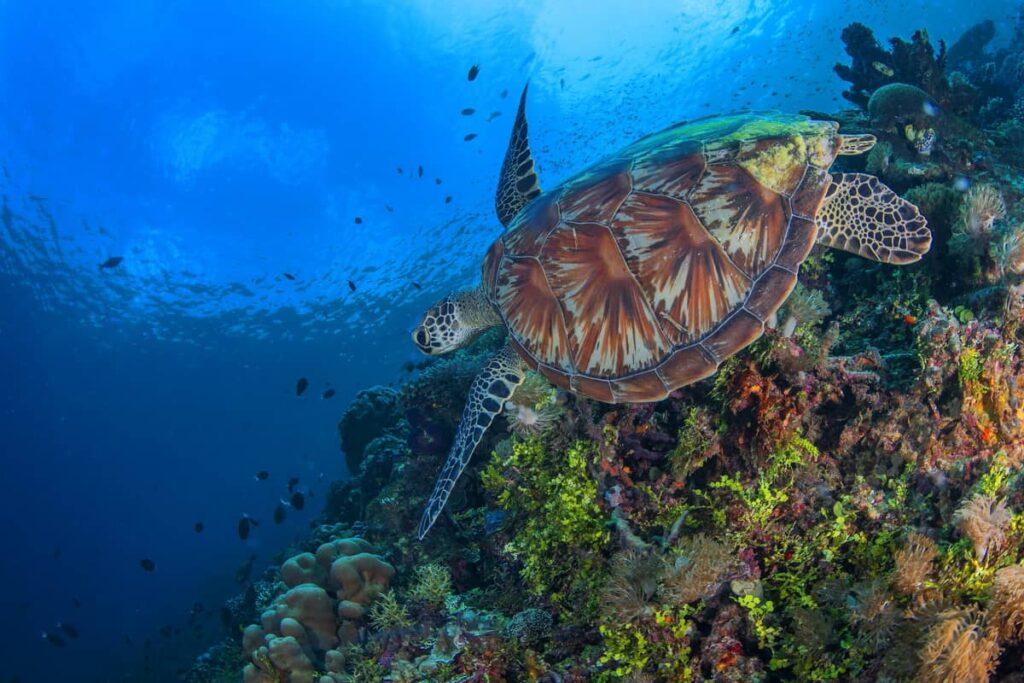 Raja Ampat Adventure diving trip