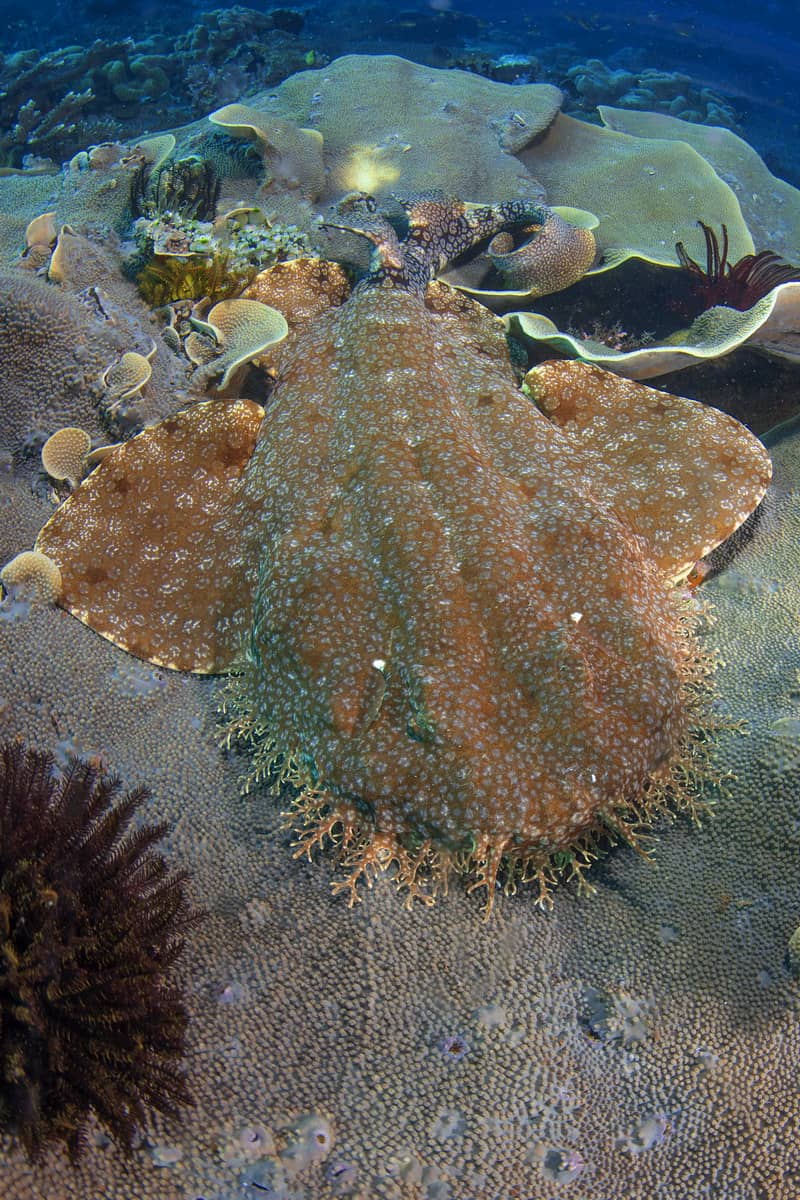 RAJA AMPAT ADVENTURE 20192020 3.13