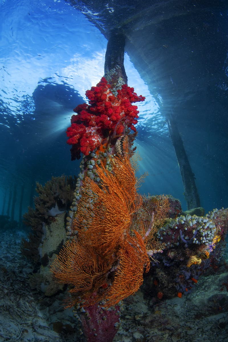 RAJA AMPAT ADVENTURE 20192020 3.4