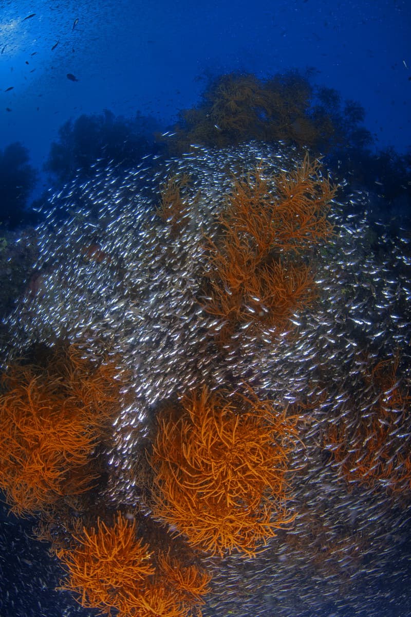 RAJA AMPAT ADVENTURE 20192020 3.6