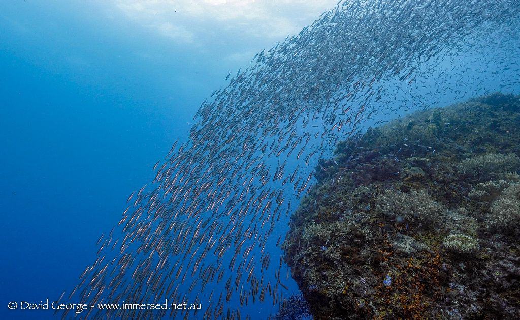 Raja Ampat Diving