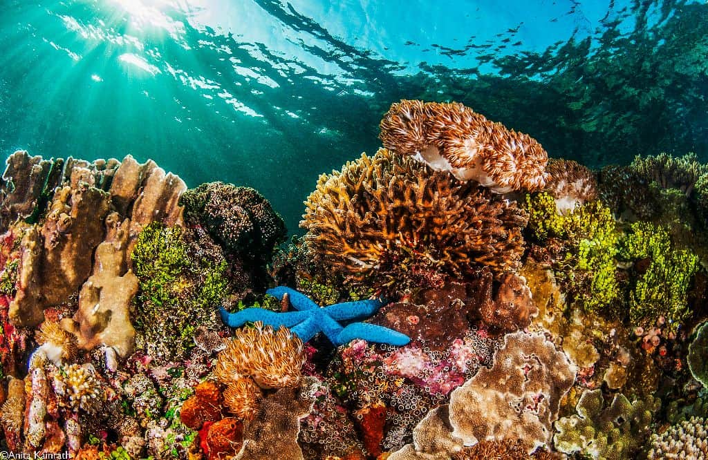 Seven Seas East of Flores Cruise Report