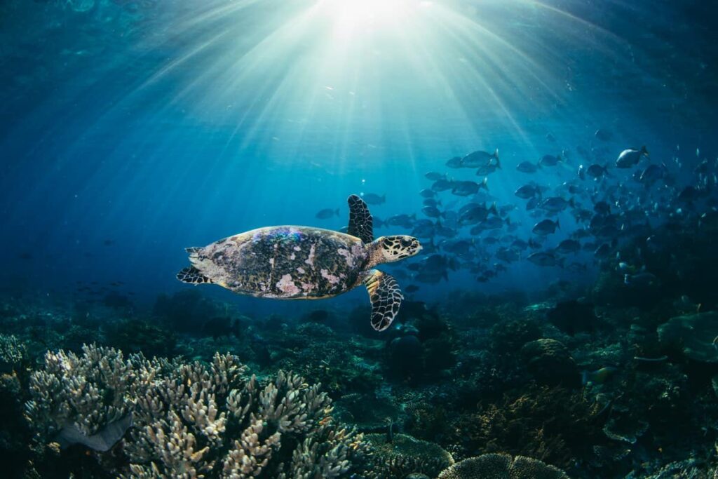 Raja Ampat on the Seven Seas