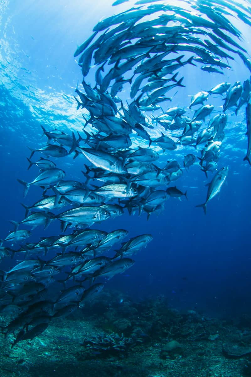 THE SIMPLE JOYS OF STAYING SHALLOW RAJA AMPAT ON THE SEVEN SEAS 2.1