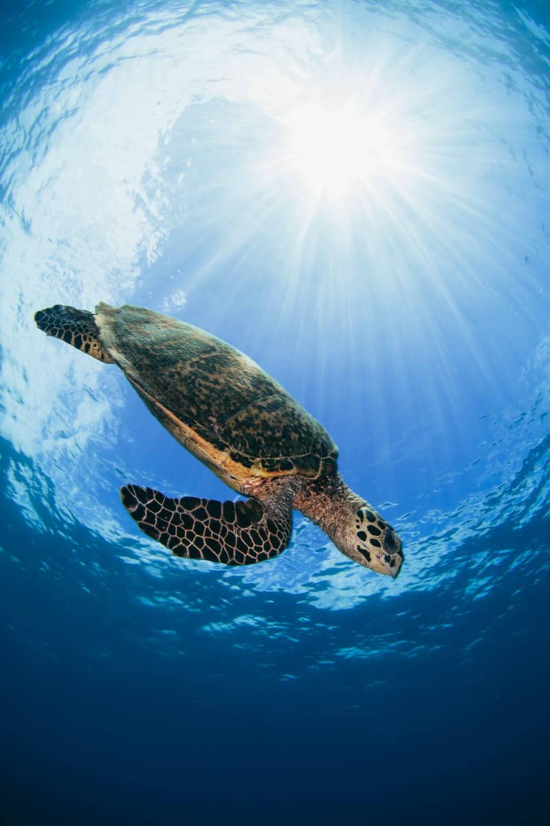 THE SIMPLE JOYS OF STAYING SHALLOW RAJA AMPAT ON THE SEVEN SEAS 2.3