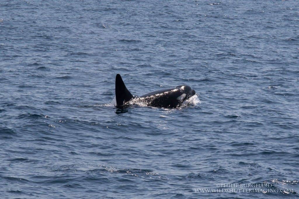 Tropical Orcas East of Flores