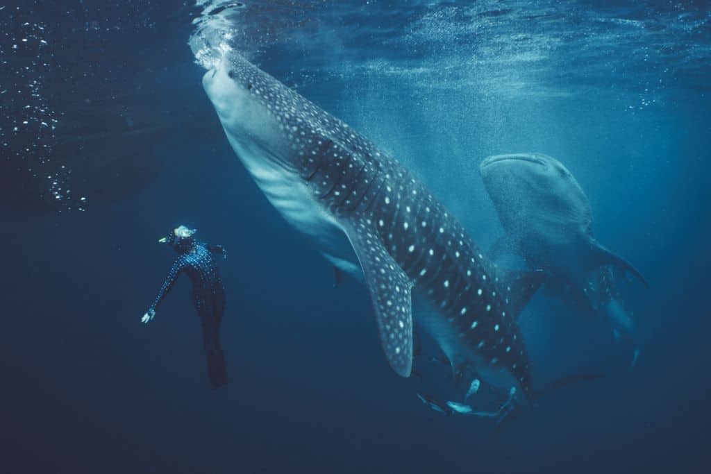 Whalesharks of West Papua