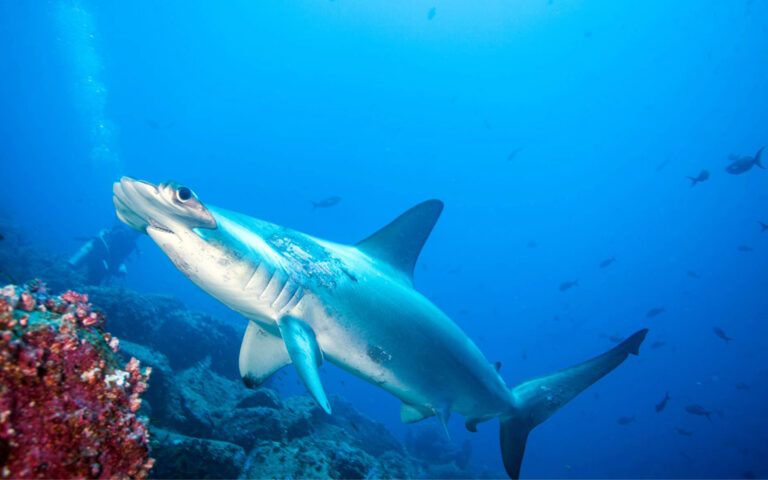 Experience breathtaking adventures with **diving Forgotten Islands Indonesia liveaboard** — explore untouched reefs, remote islands, and pristine waters aboard The Seven Seas.