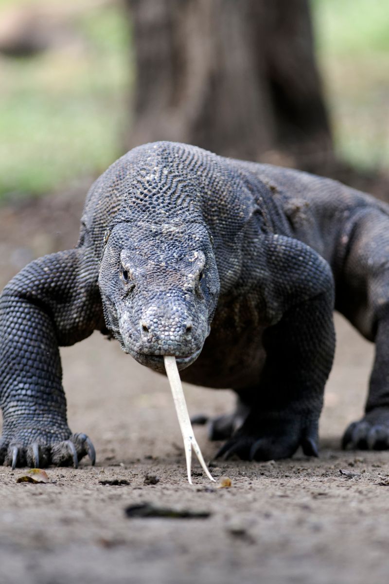 komododragon