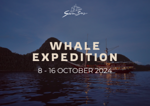 Special Whale Trip with The Seven Seas