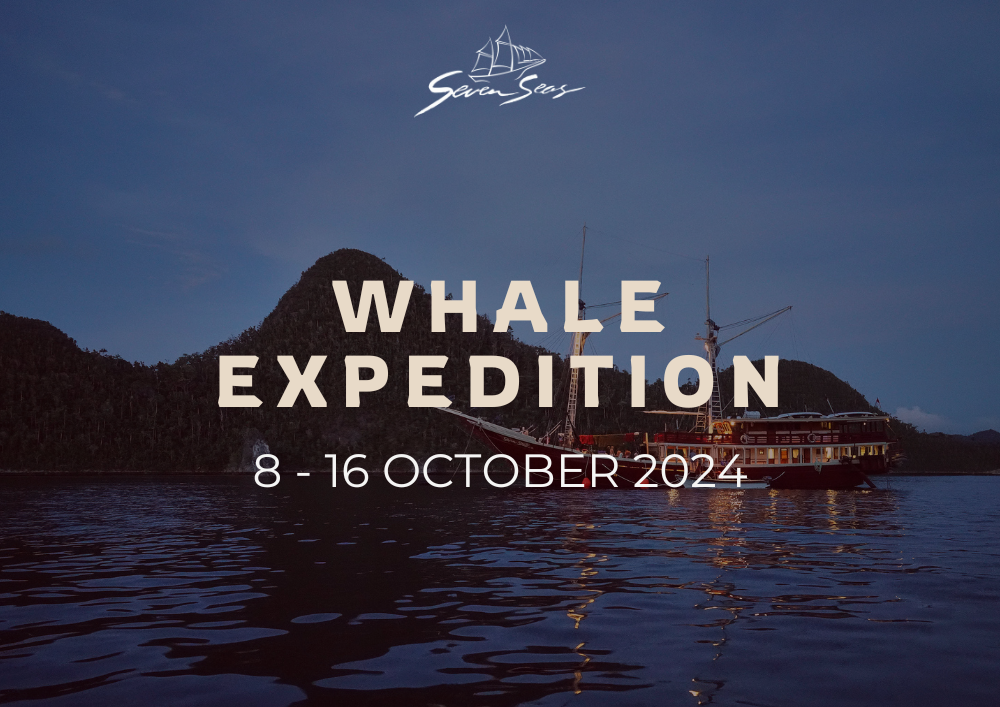 Special Whale Trip with The Seven Seas