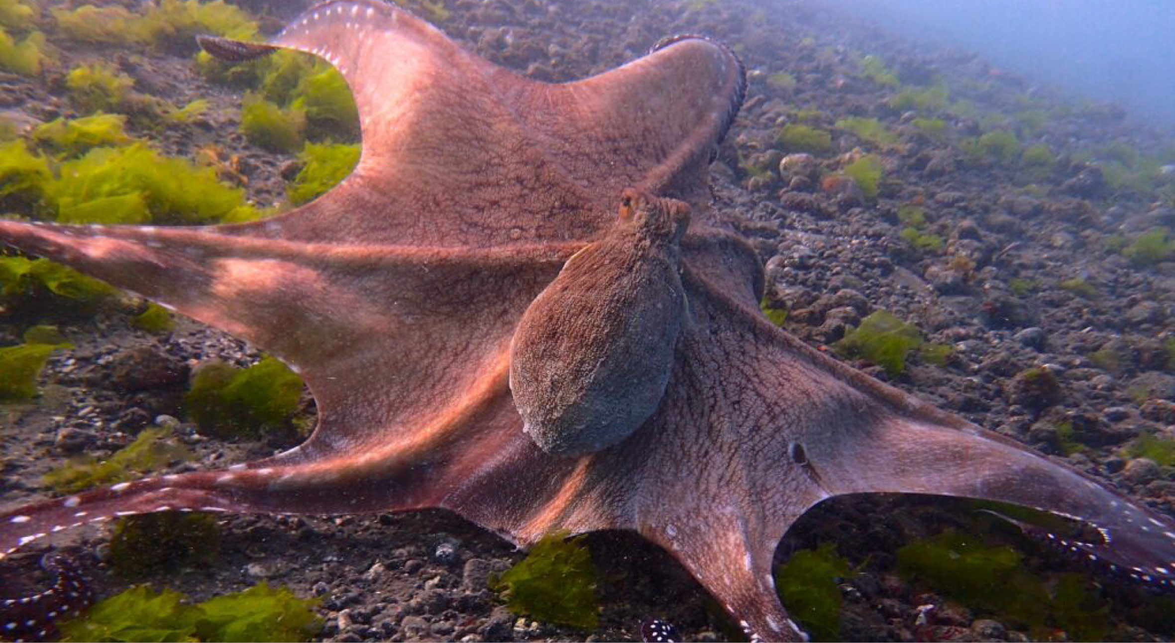 8_28-Huge-reef-octopus-1st-night-dive-1024x768