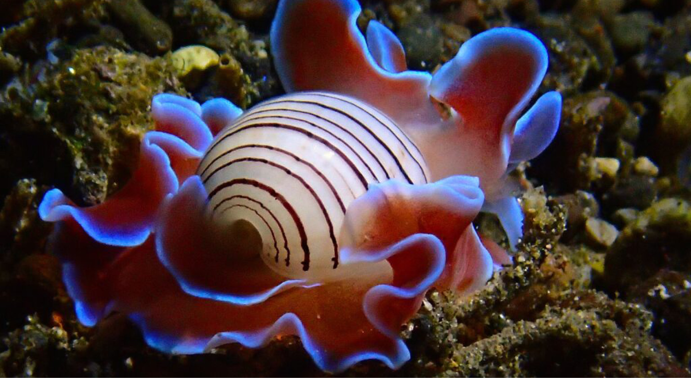 8_28-night-Fluorescent-snail-1024x768
