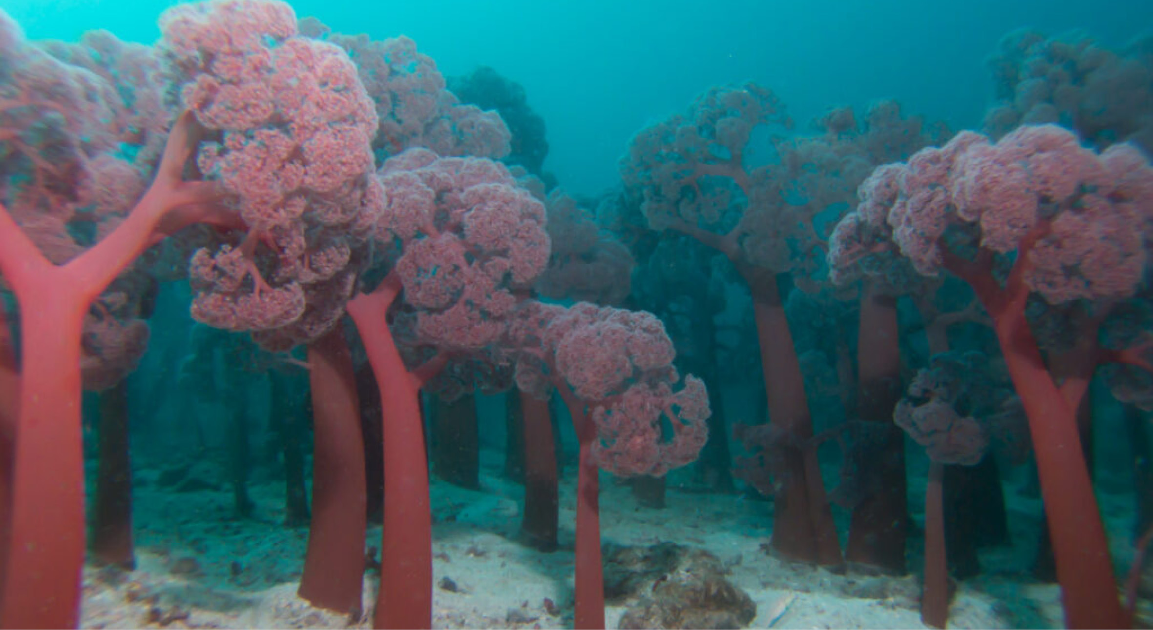 Alcatraz_Soft_Coral_Forest-1-1024x768