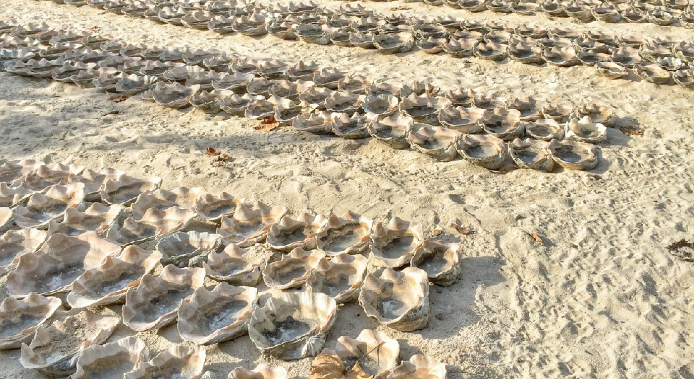 Culturally, most of the Austronesian