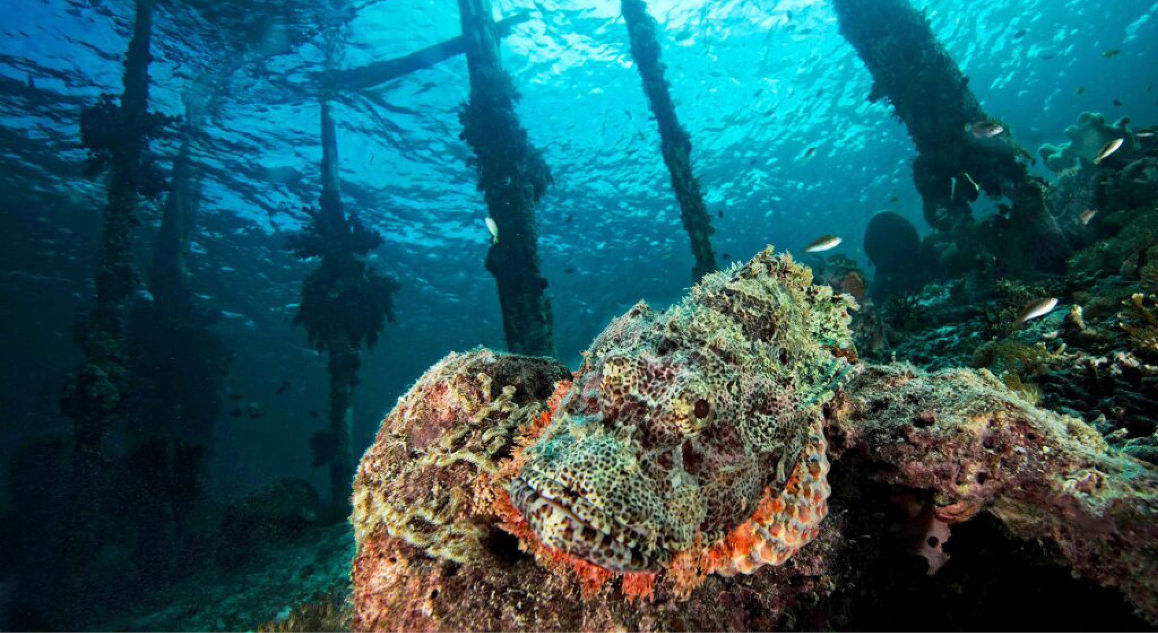 From the unforgettable reefs