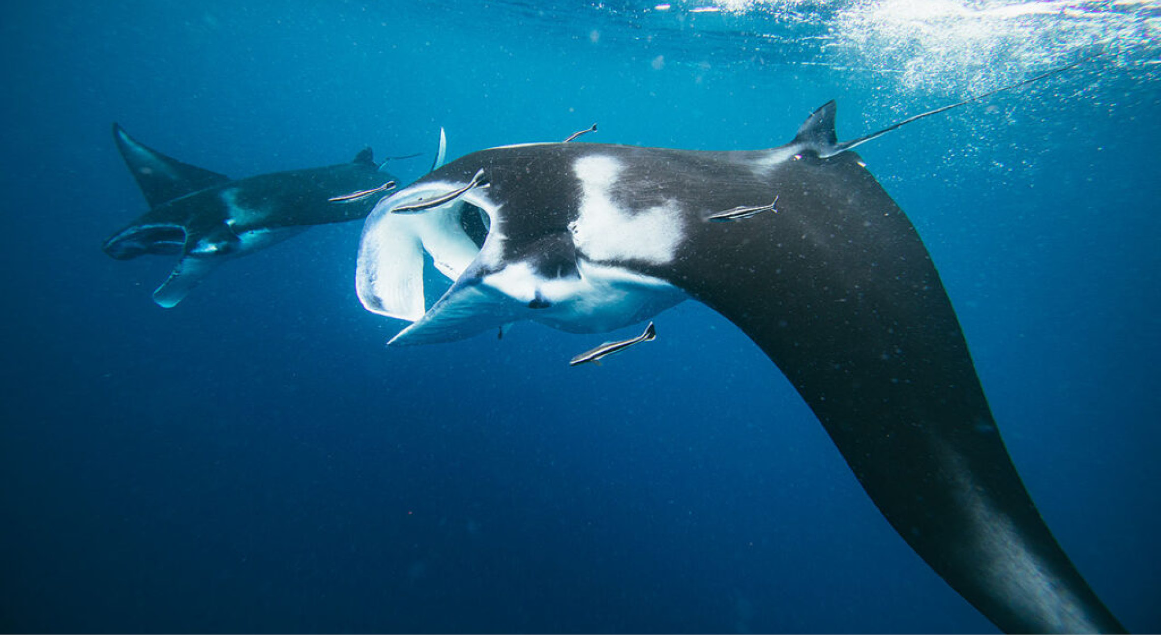 From the unforgettable reefs4